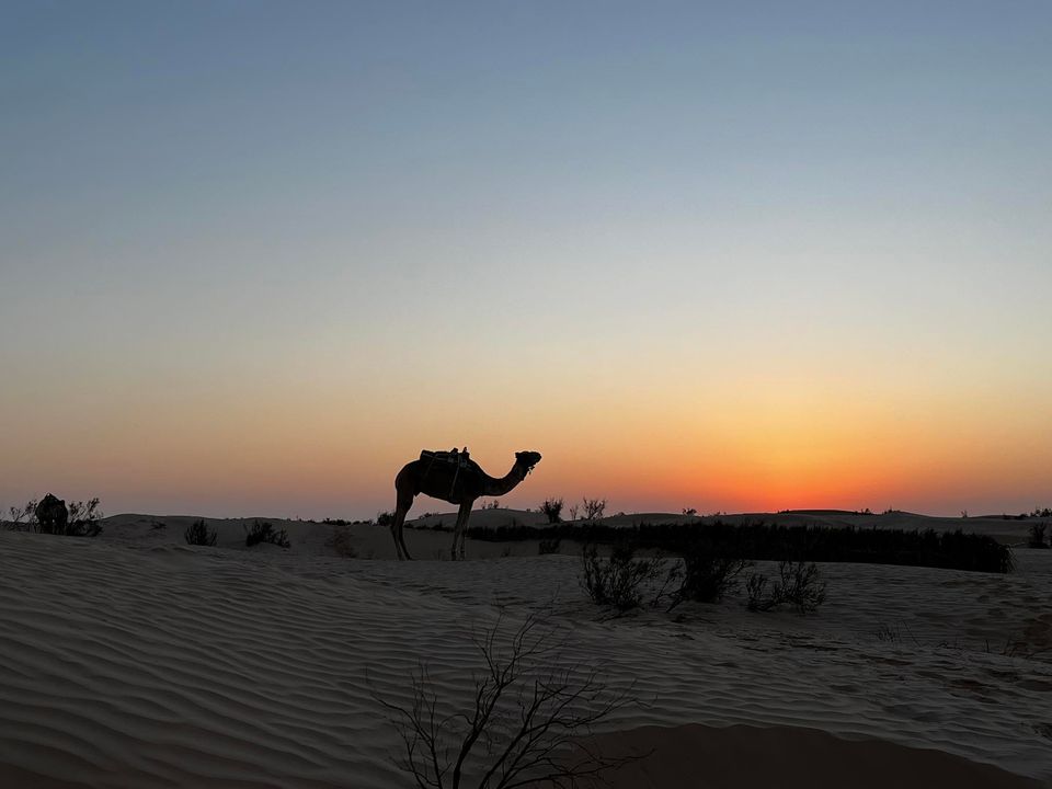 Silhouette de dromadaire devant un coucher de soleil saharien